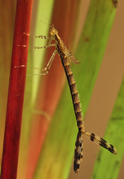 Lestes vigilax, nymph